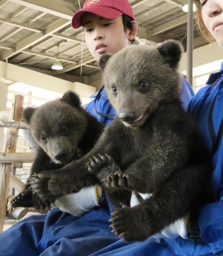 Bear cubs look like they're shaking on a deal as they play in the