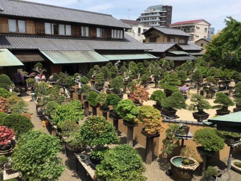 For Peace And Discipline, Try Growing Some Bonsai 