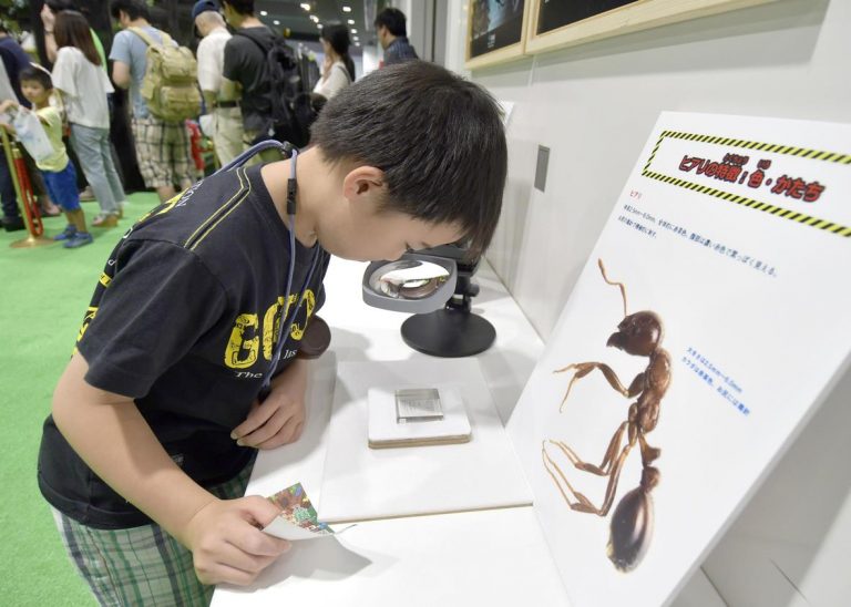 スカイツリーで大昆虫展