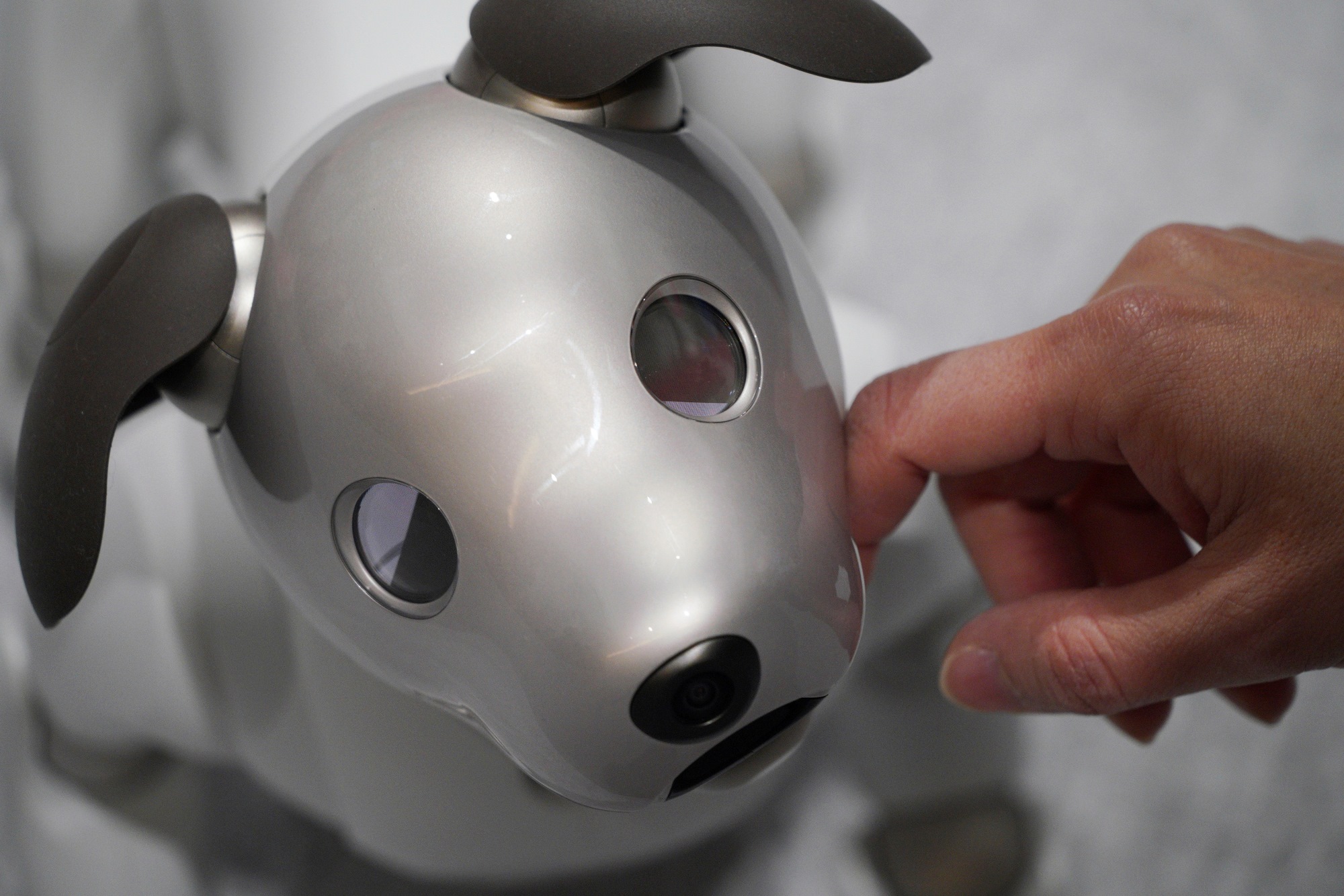 aibo robot cat