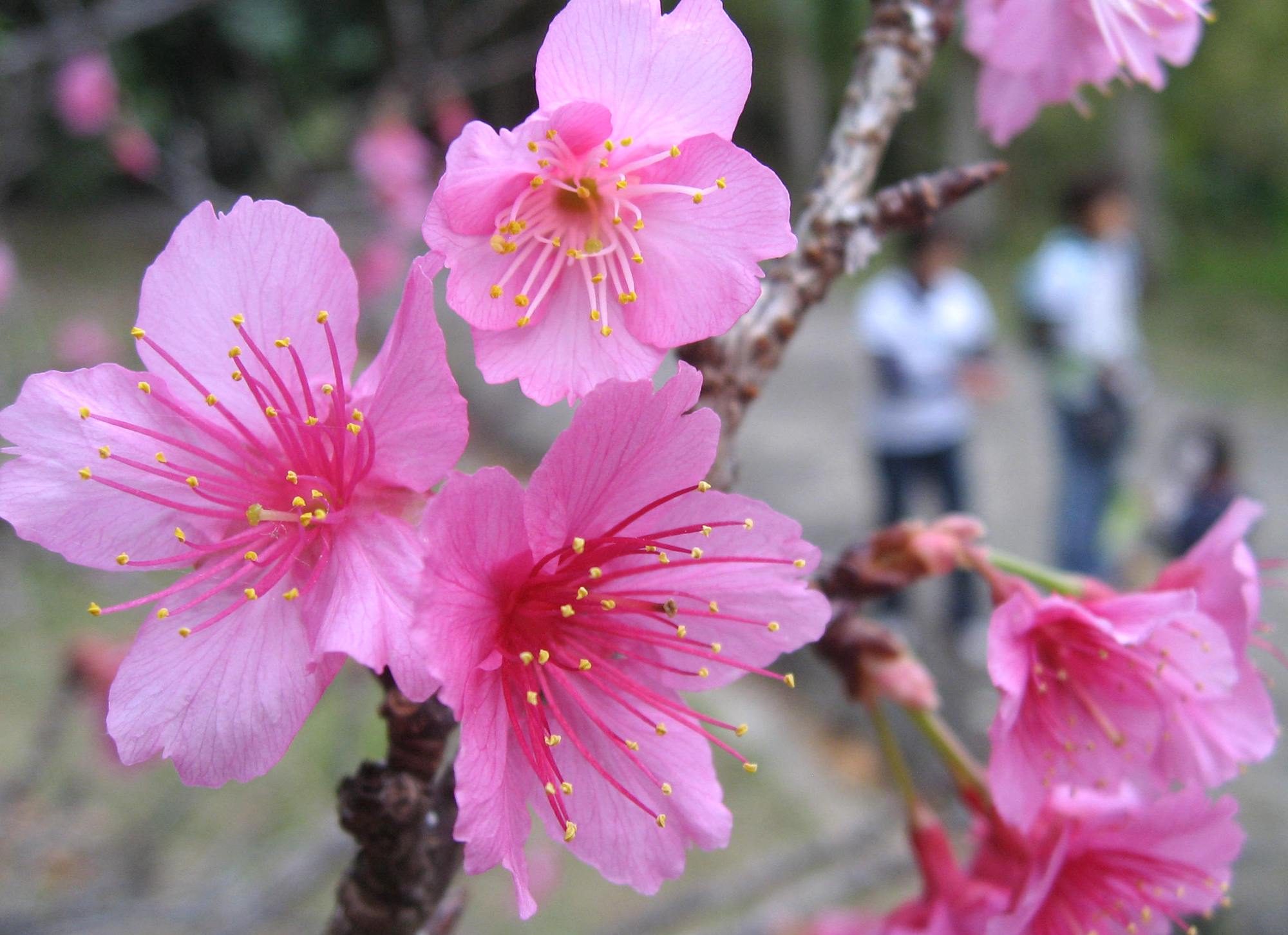 It’s February, and Okinawa Is Abloom With Cherry Blossoms
