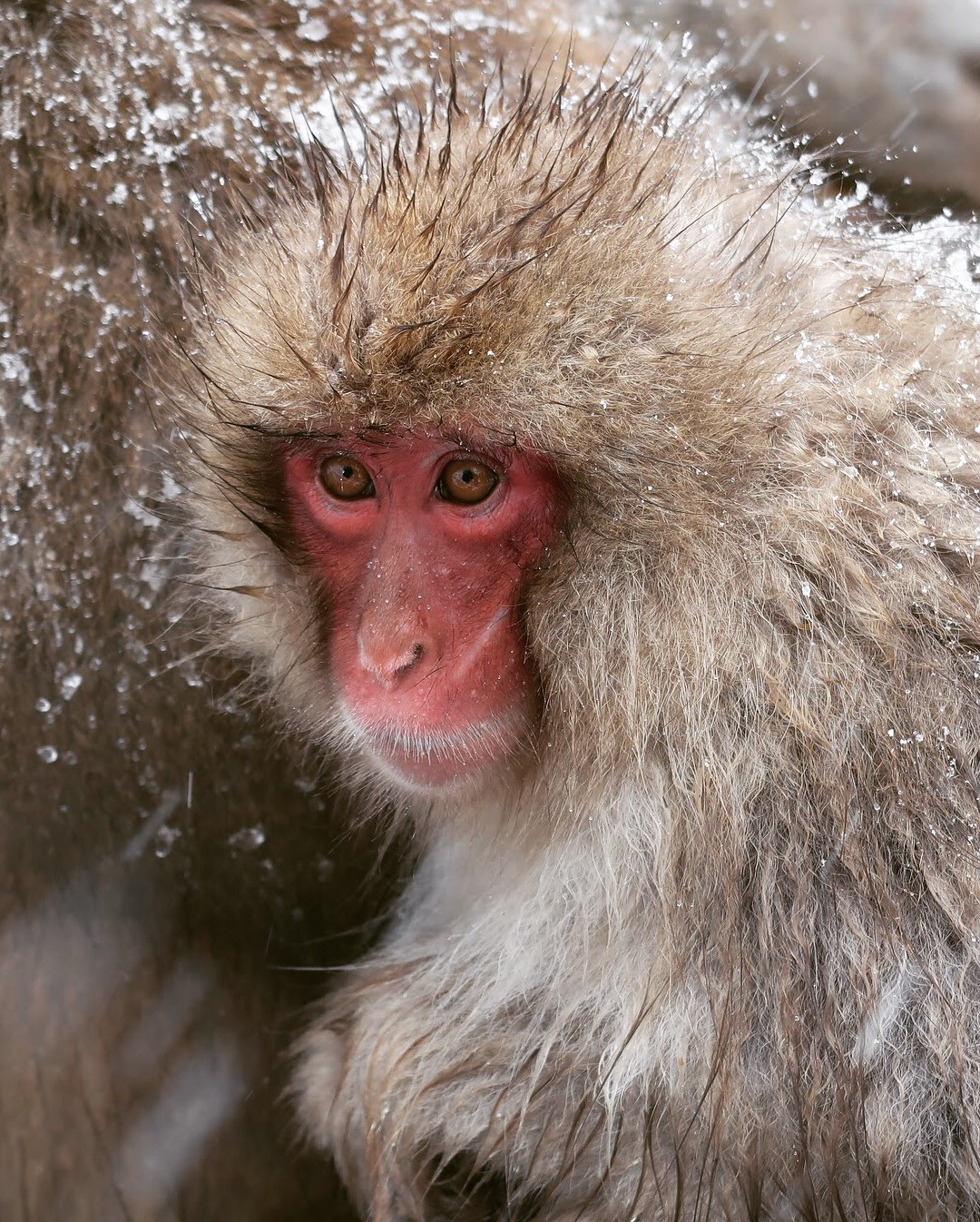 A Day with Nagano's Iconic Snow Monkeys | JAPAN Forward