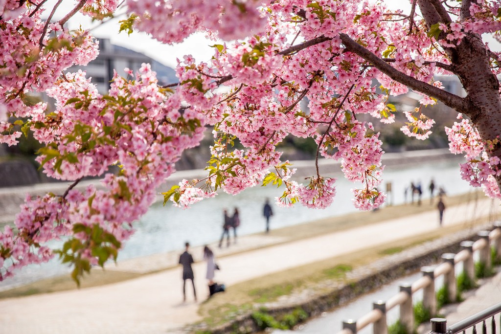 Japan's cherry blossom season is officially here!, Japan - Times