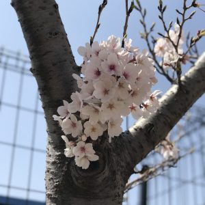 Bouquet of Sakura - Elsa Dela Cruz