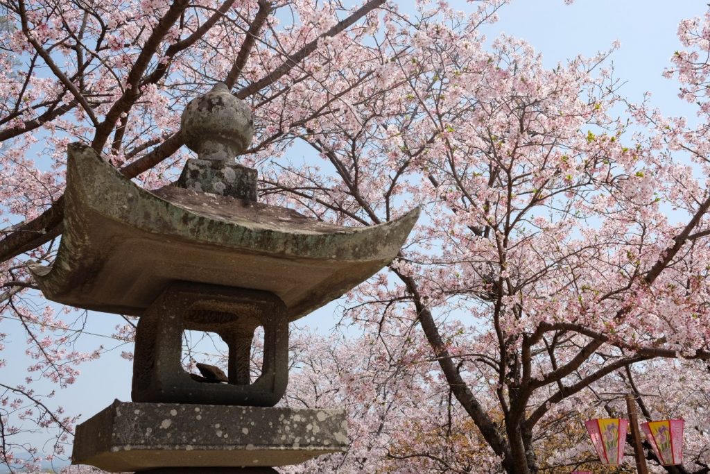 Sakura - Omura Nagasaki - Ruth Requiero