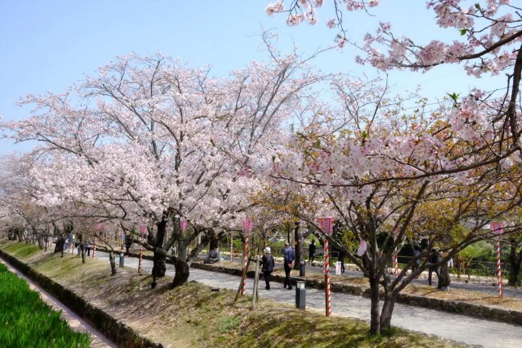 Sakura - Omura Nagasaki - Ruth Requiero