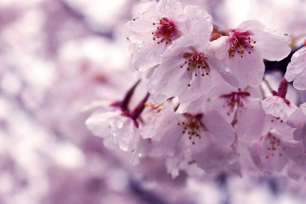 Enchanting Cherry Blossoms - Gladys Cohing