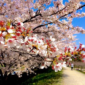 Sakura The New Beginnings - Raymond Erece