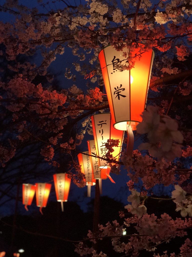 Sakura with Lanterns - Sayali Akshantal