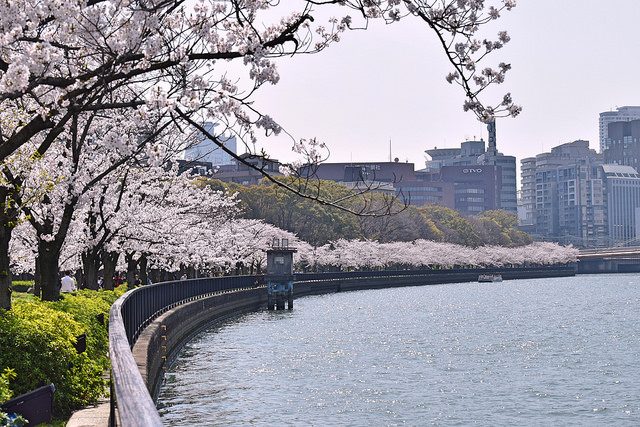 Cherry blossoms along the Yodo river - Christine Annand