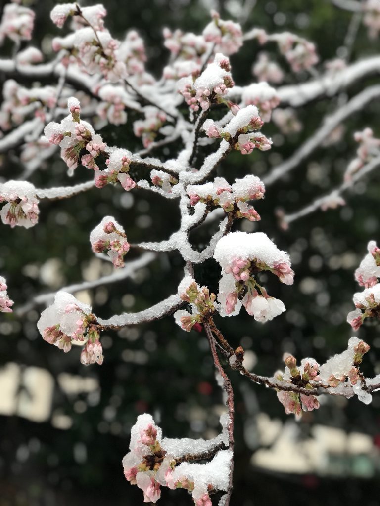 Sakura snow - Maria Arroyos
