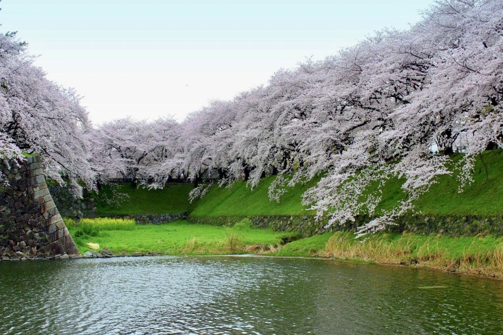Sakura are bloom in Nagoya - Hashimoto Vanessa Yukimi
