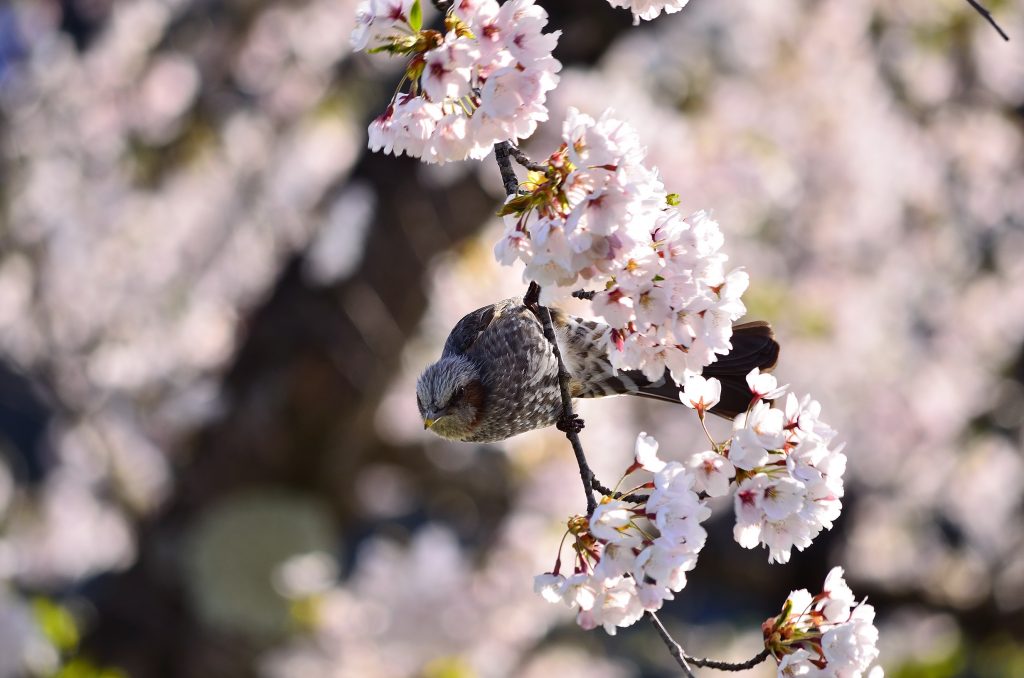a bird in sakura - tatsunori hayakawa