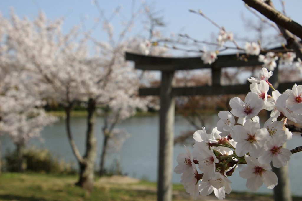 Sakura and Torii - Mariam Inaba