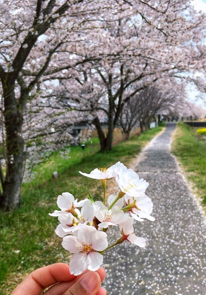 When it is blooming.. - Shin Honjo