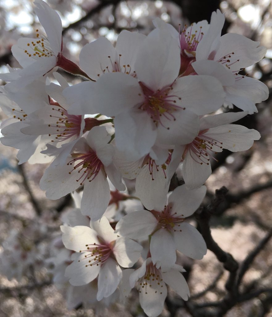 Beauty of Sakura in Kyoto - Lydia Clemens
