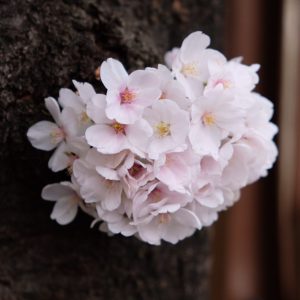 bouquet of sakura - Jynxzzo