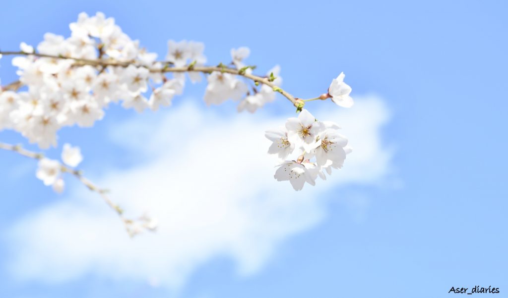 青い空: Sakura in the Sky - Huyo Ma. Theresa