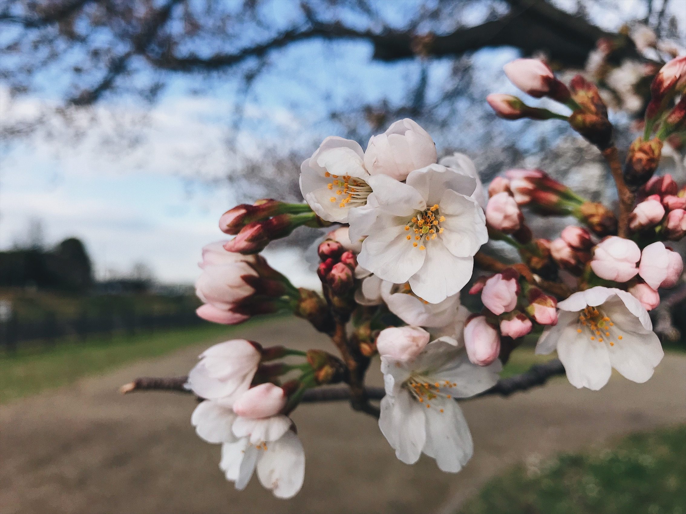 Spring Time - Ith Suhaimi