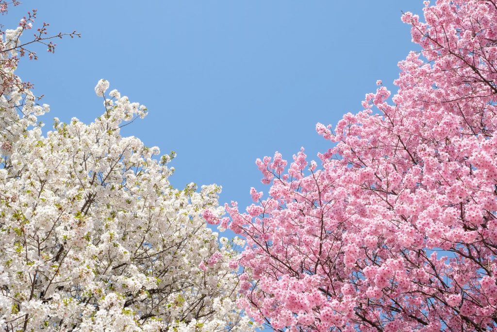 Best of both worlds. White and Pink sakura - chairey15