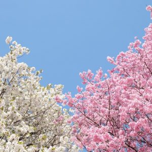 Best of both worlds. White and Pink sakura - chairey15