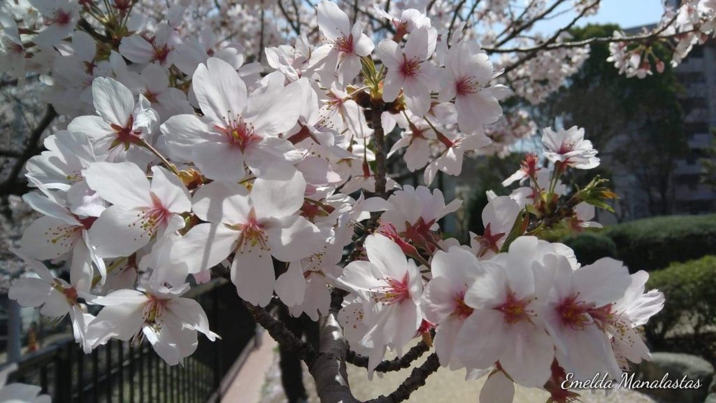 The wondrous beauty of Sakura - Emelda Manalastas