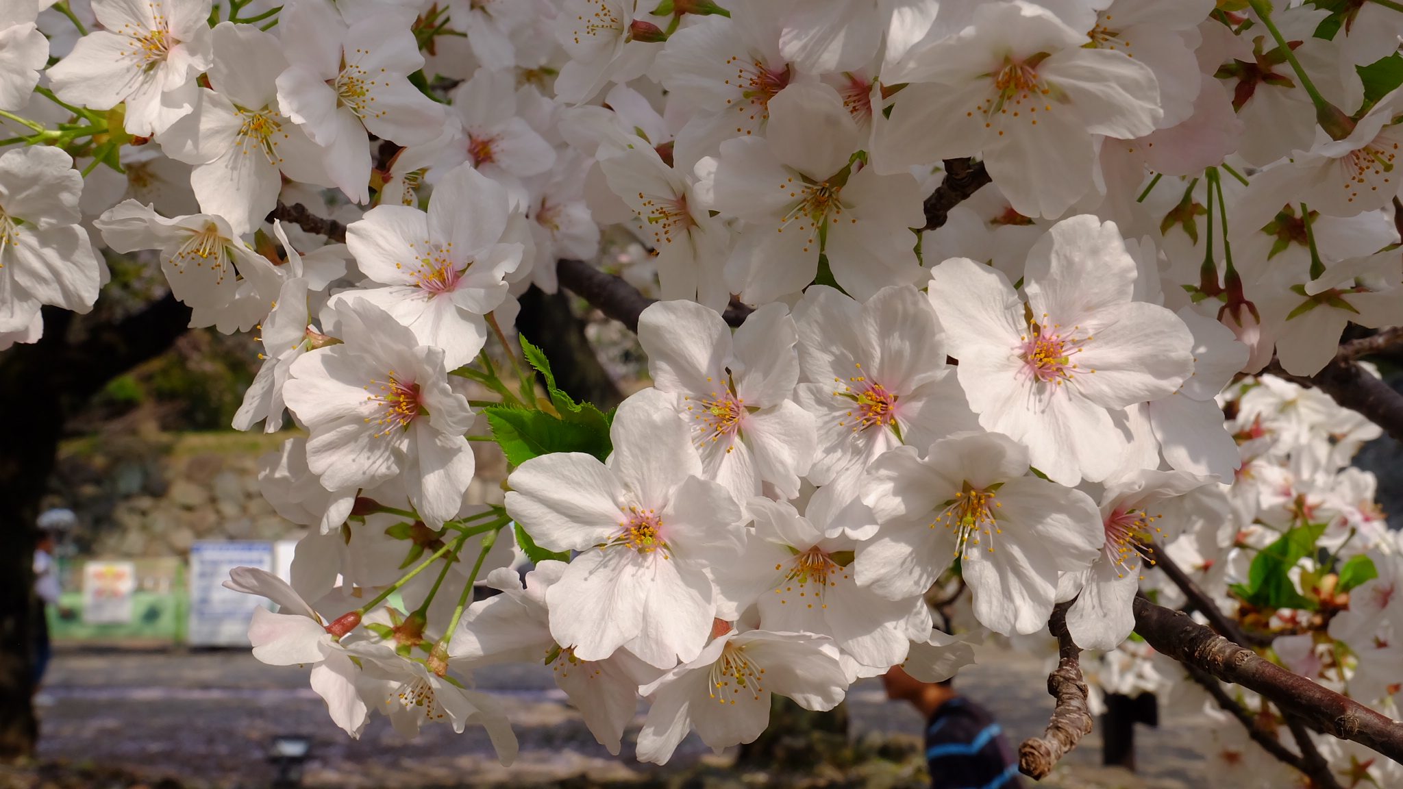 Full Bloom - Loraine Zozobrado