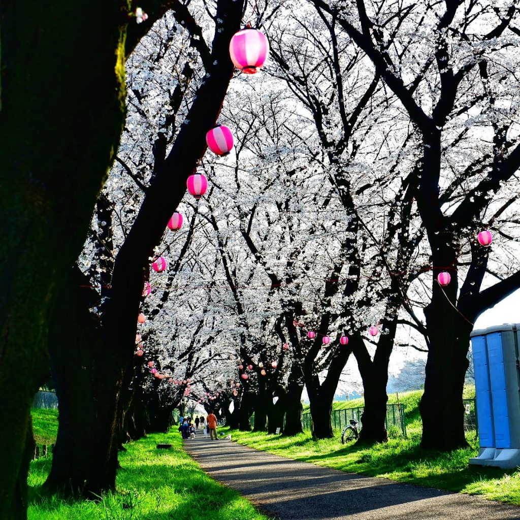 A bliss of serenity while walking on the pathway full of beautiful Sakura - M. Manes