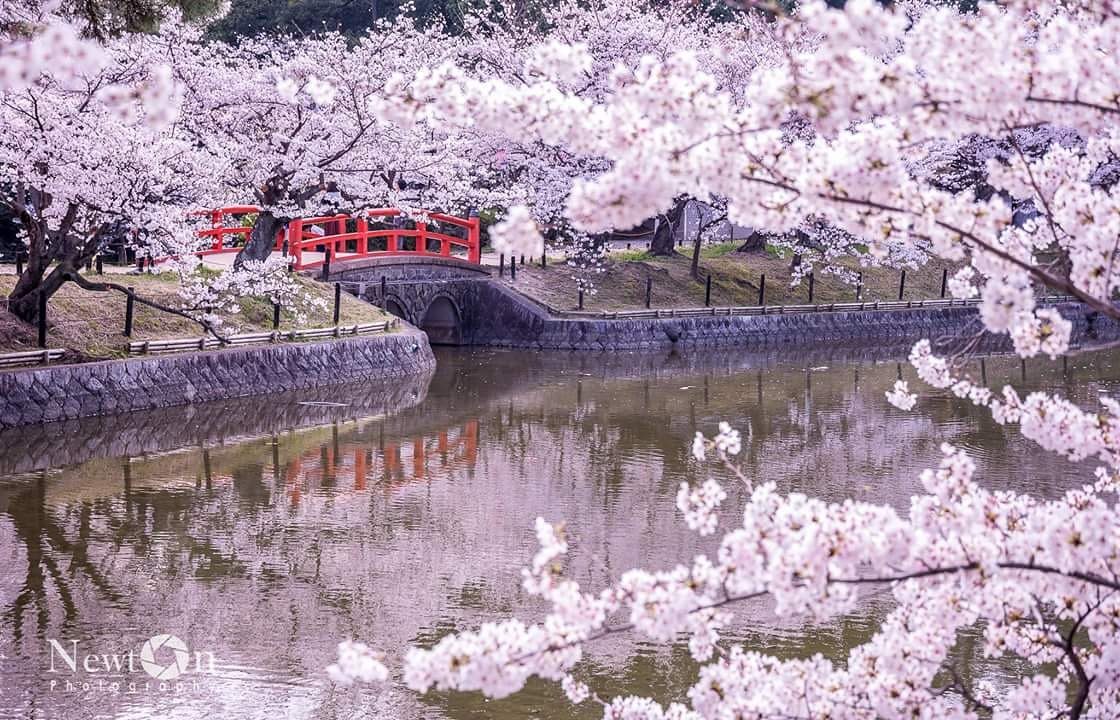 Japan cherry blossoms - Takashashi Newton