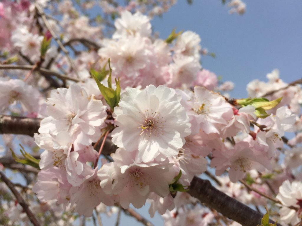 Cherry blossome - Tiadawn