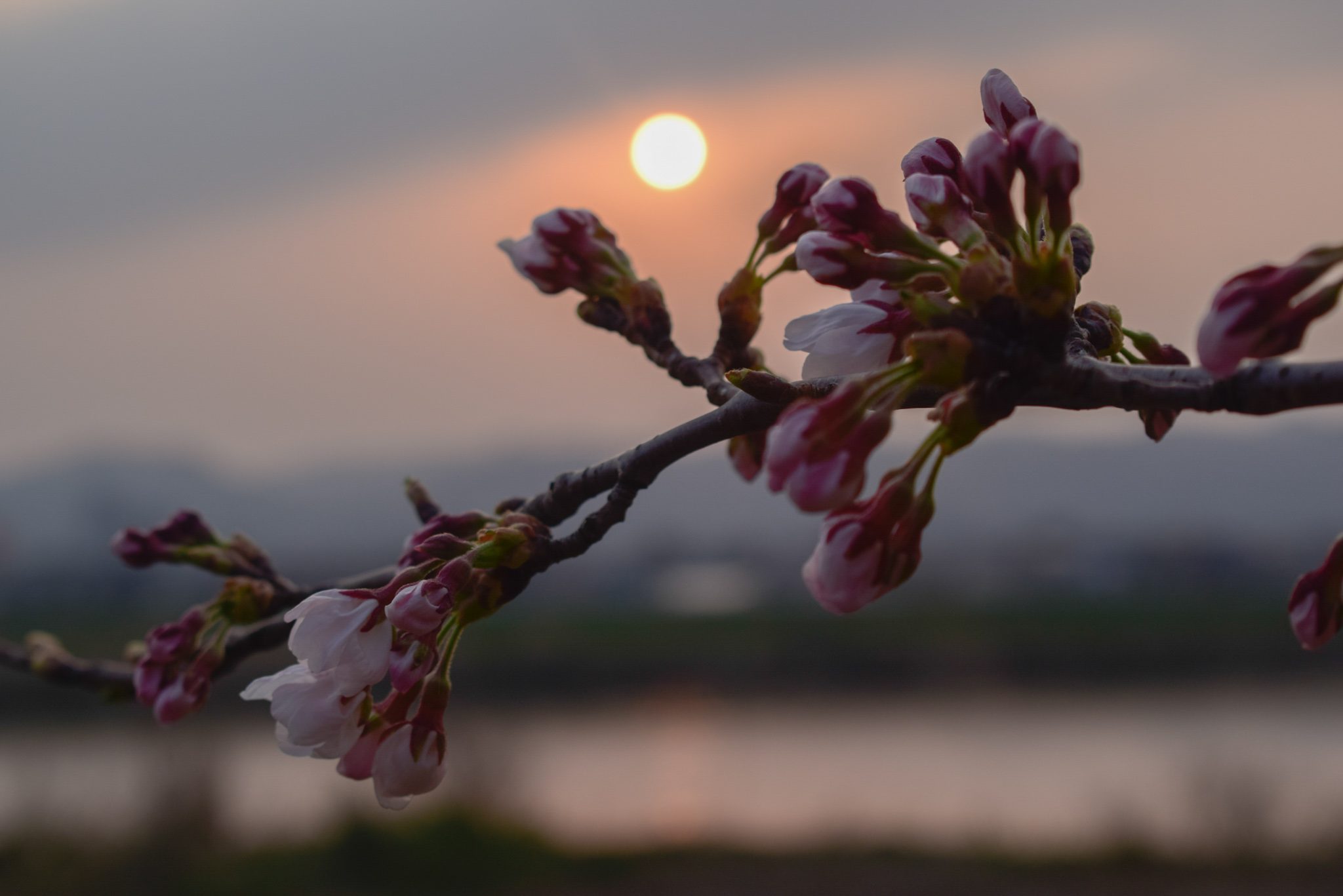 Sakura Sunset - Belle