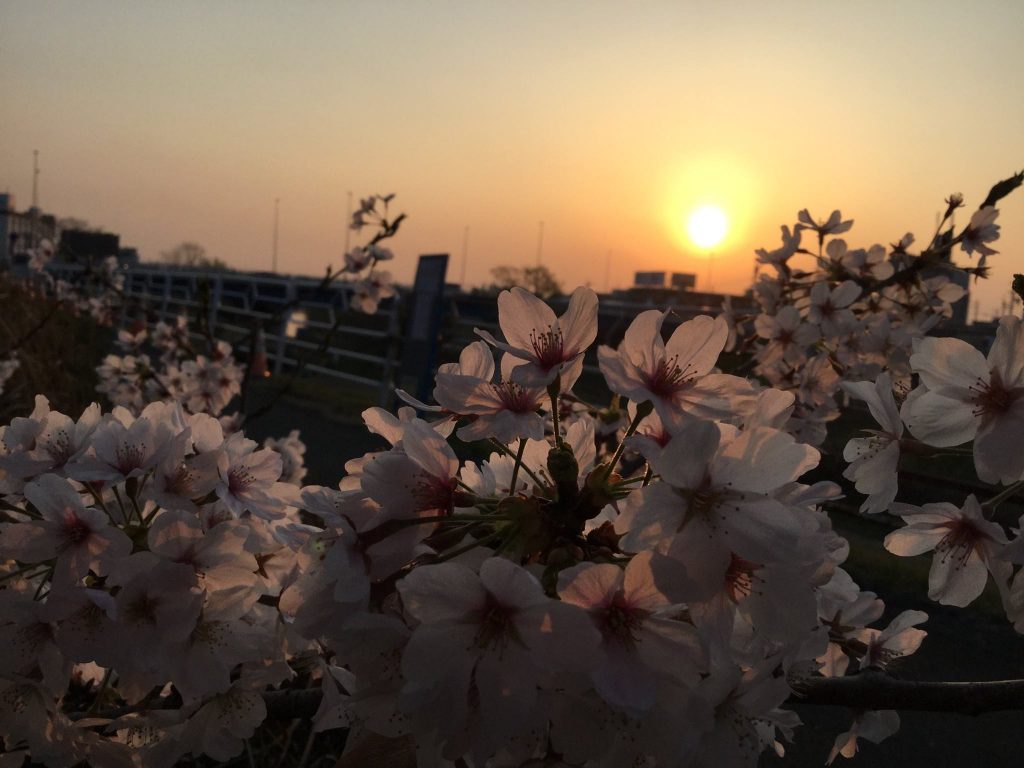 Pink cherry blossoms in setting sun - Chamila Nirohsinie (Niro)
