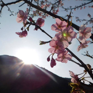 Blooming Beauty of Spring - LUCAS ISHIDA
