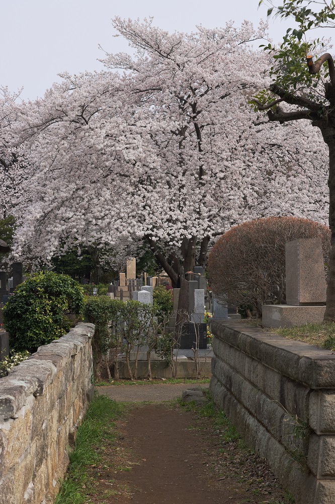 Somei Yoshino Cherry Blossom at Somei Reien