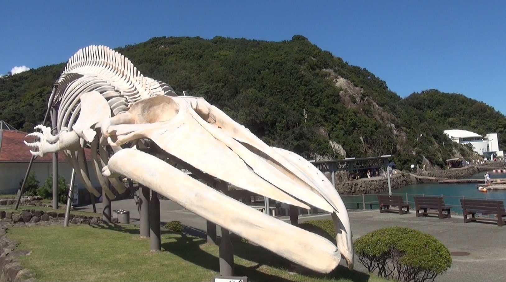 Whale Skeleton