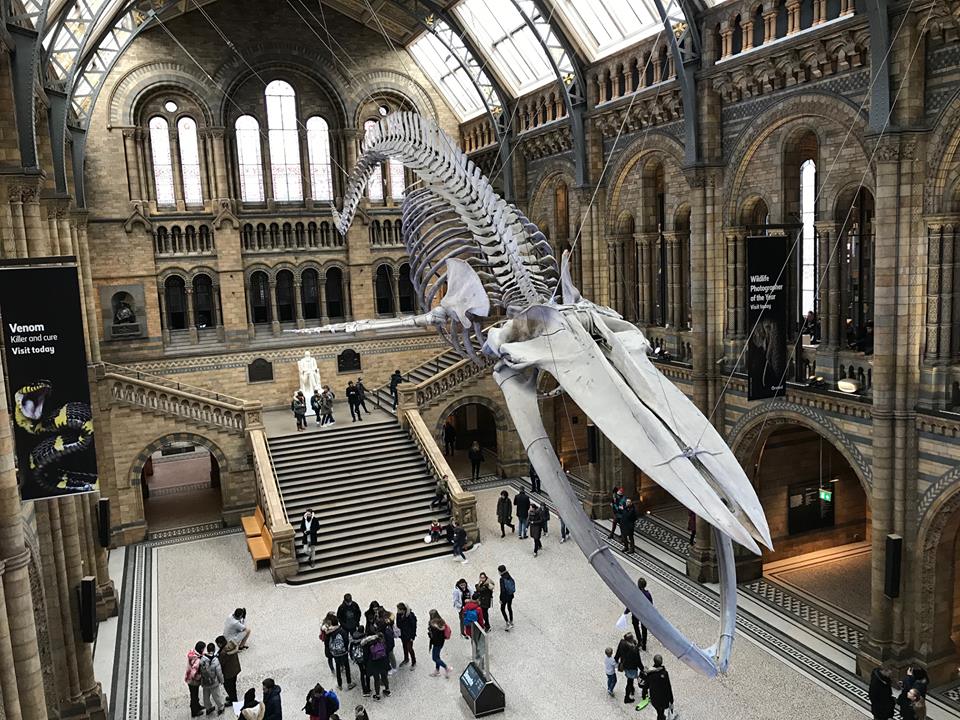 Whale Skeleton in the London Natural History Museum