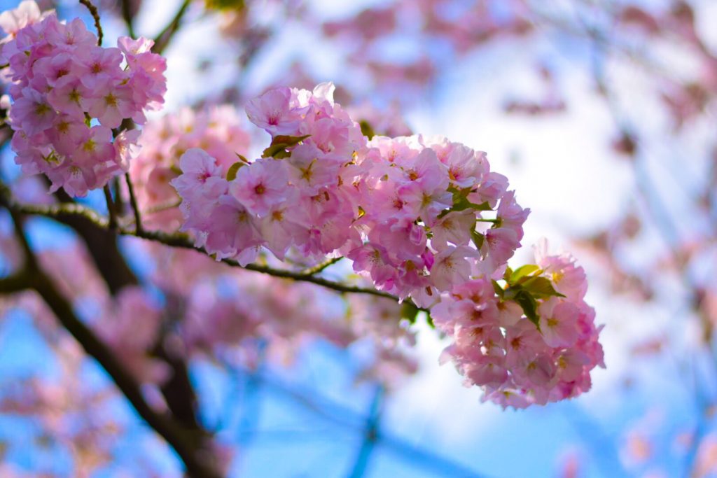 Cris domingo - May Sakura camera shots