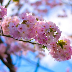 Cris domingo - May Sakura camera shots