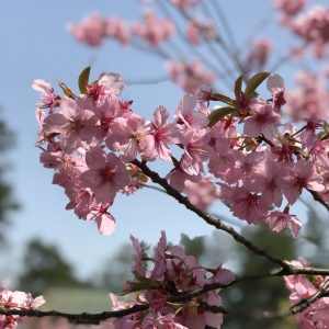 Mary Ann Loto - Cherry blossom taken at Hirosaki, Japan