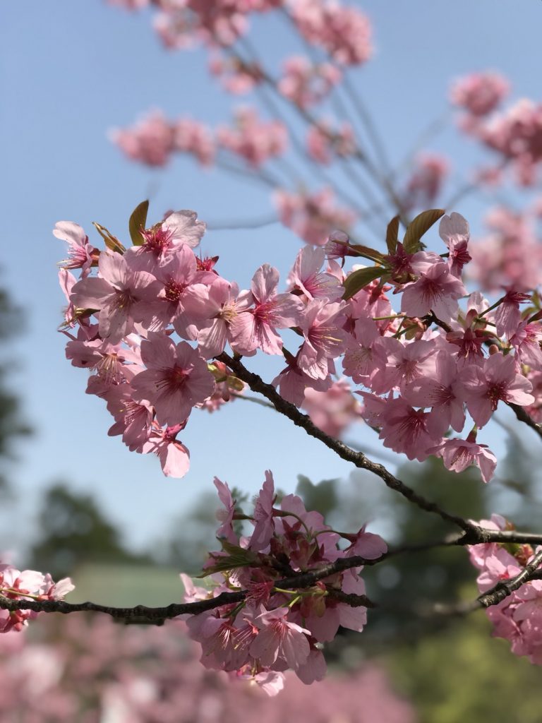 Mary Ann Loto - Cherry blossom taken at Hirosaki, Japan