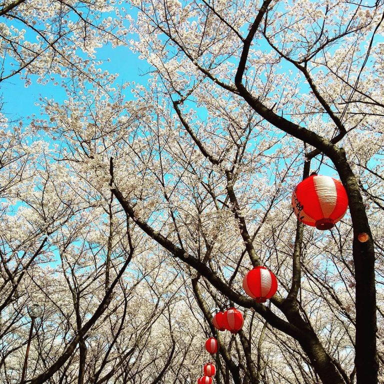 Shincy Joseph - "What a strange thing to be alive beneath cherry blossom" --Kobayashi Issa"