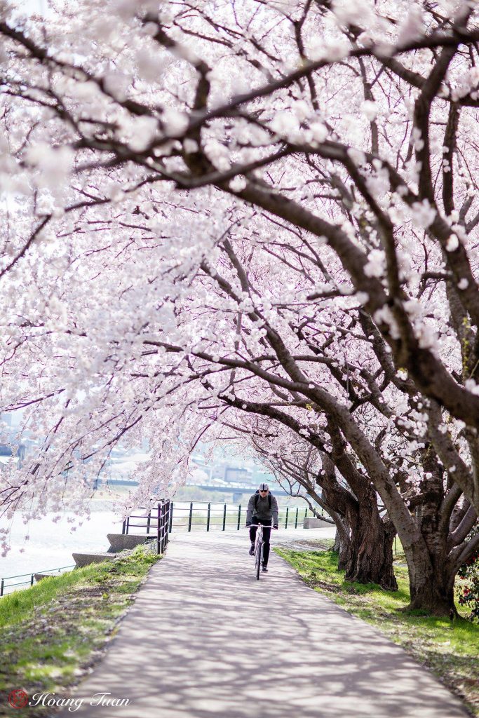 Hoang Anh Tuan - Sakura Blooming at Saikawa River in Kanazawa