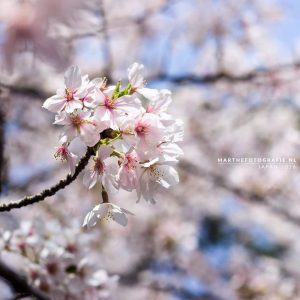 Marthe Efftink - Shukugawa River Cherry Blossom