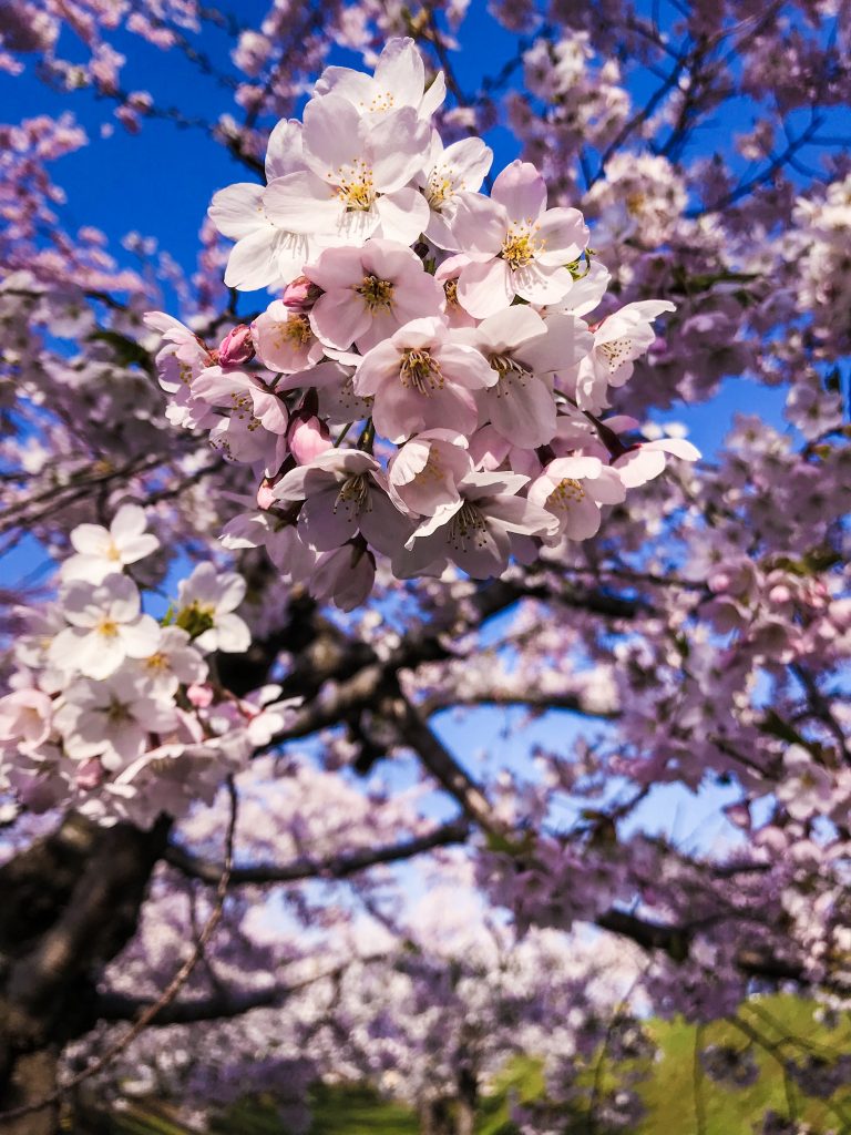 Genesses Delos Santos - Sakura in Hakodate