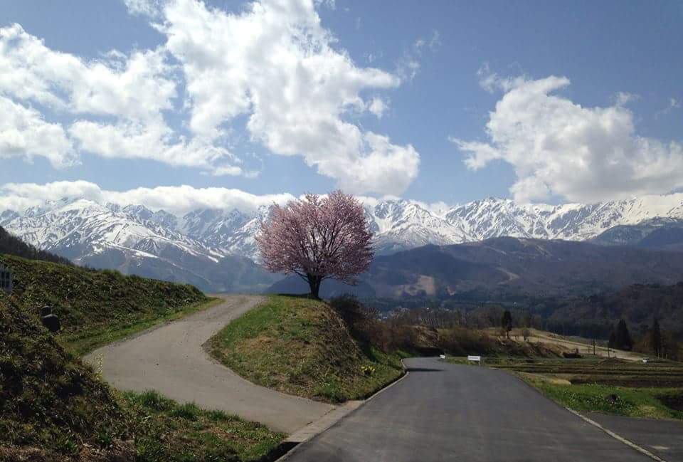 Dave Bohunicky - Lonely Sakura in Hakuba, Nagano.