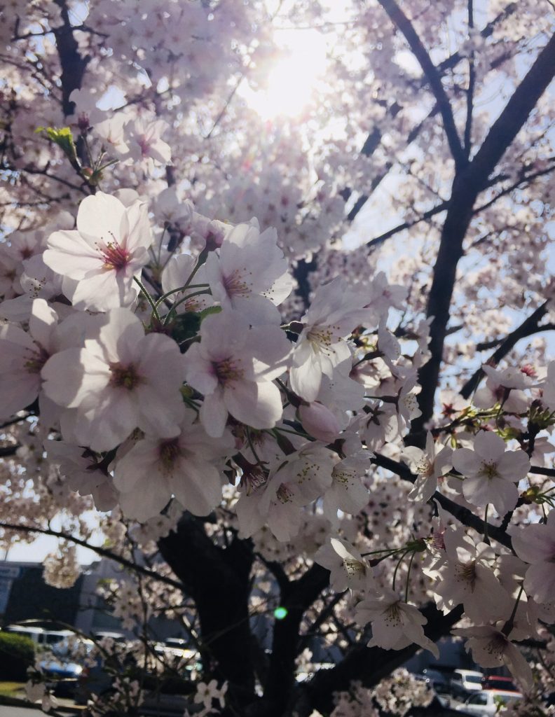 Chet Santos - Take on Commander. Fleet Activites Yokosuka. Take a minute to enjoy the cherry blossoms while the sun shines on you.