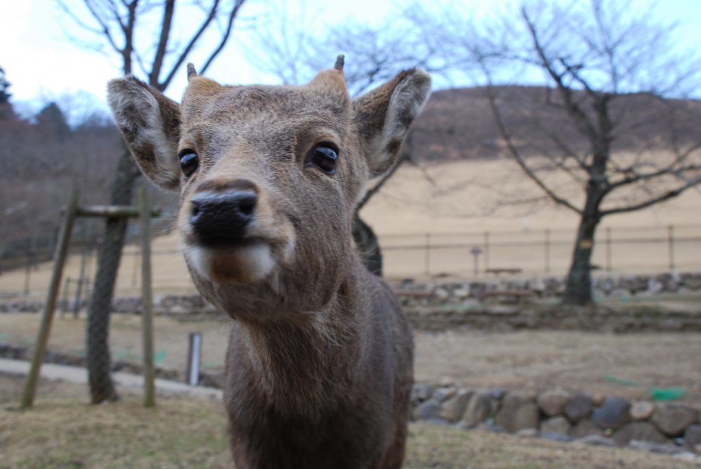 Up Close and Personal with Japan's Wildlife | JAPAN Forward