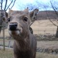 Deer Population Surge Raises Attack Concerns