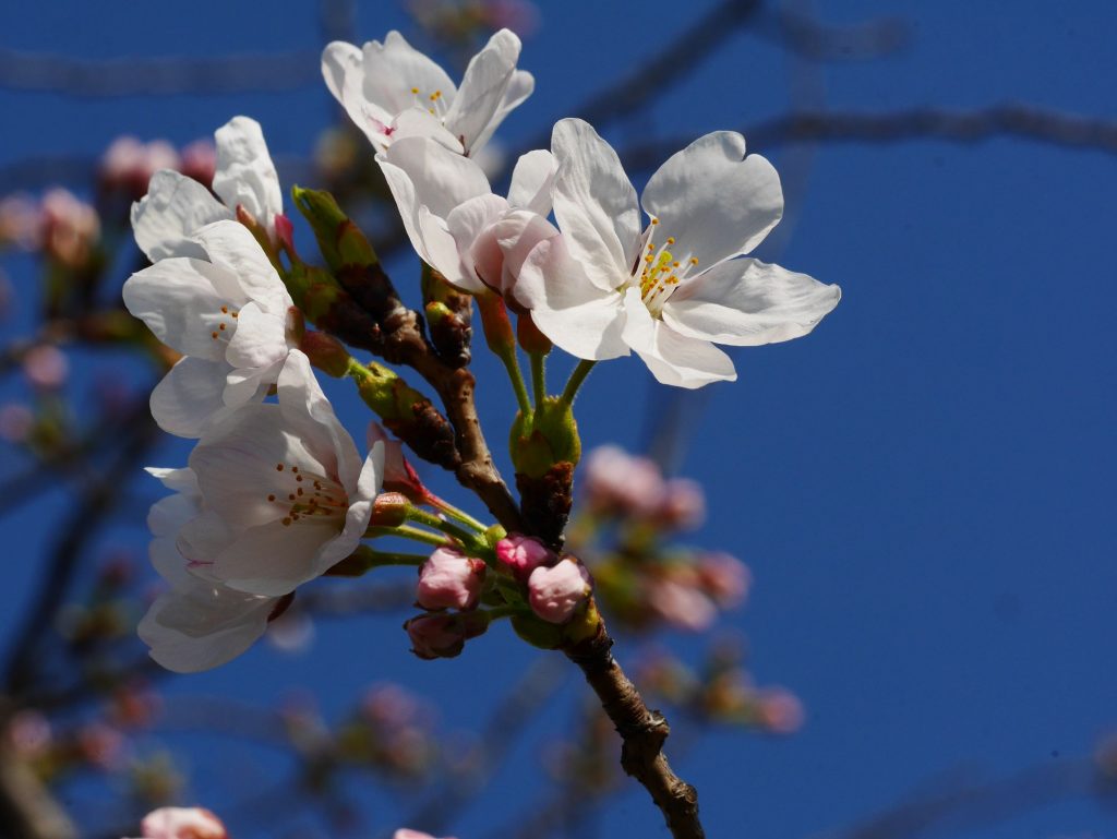 Tammy Chiang - Early Blooming Sakura