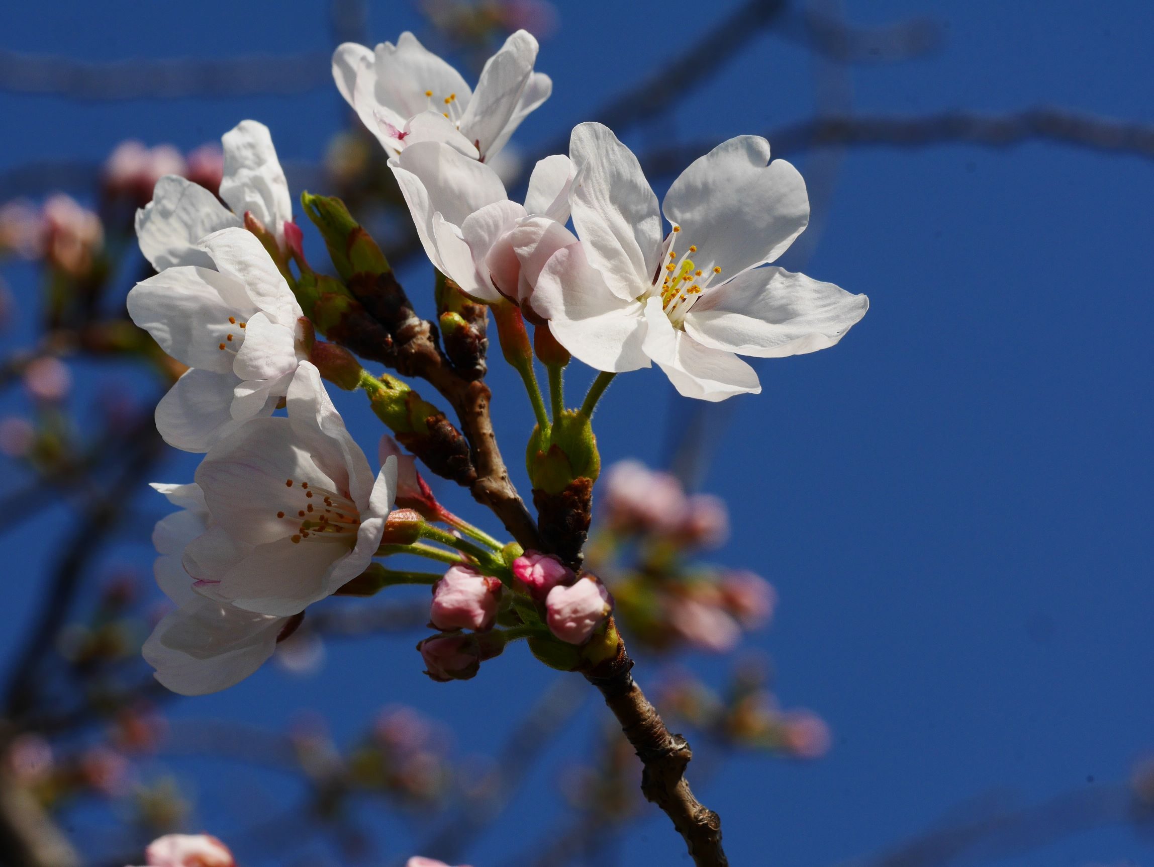 Tammy Chiang – Early Blooming Sakura